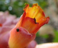 Costus lima