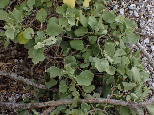 Solanum nelsonii observed 2025-02-27