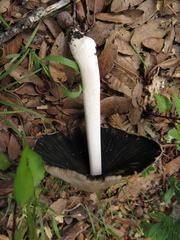 Coprinopsis alopecia
