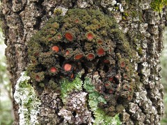 Leptogium phyllocarpum