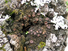 Leptogium phyllocarpum