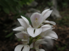 Govenia liliacea