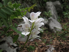 Govenia liliacea
