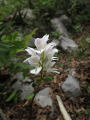 Govenia liliacea