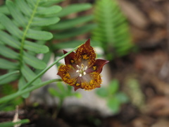 Calochortus marcellae