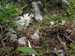 Govenia liliacea