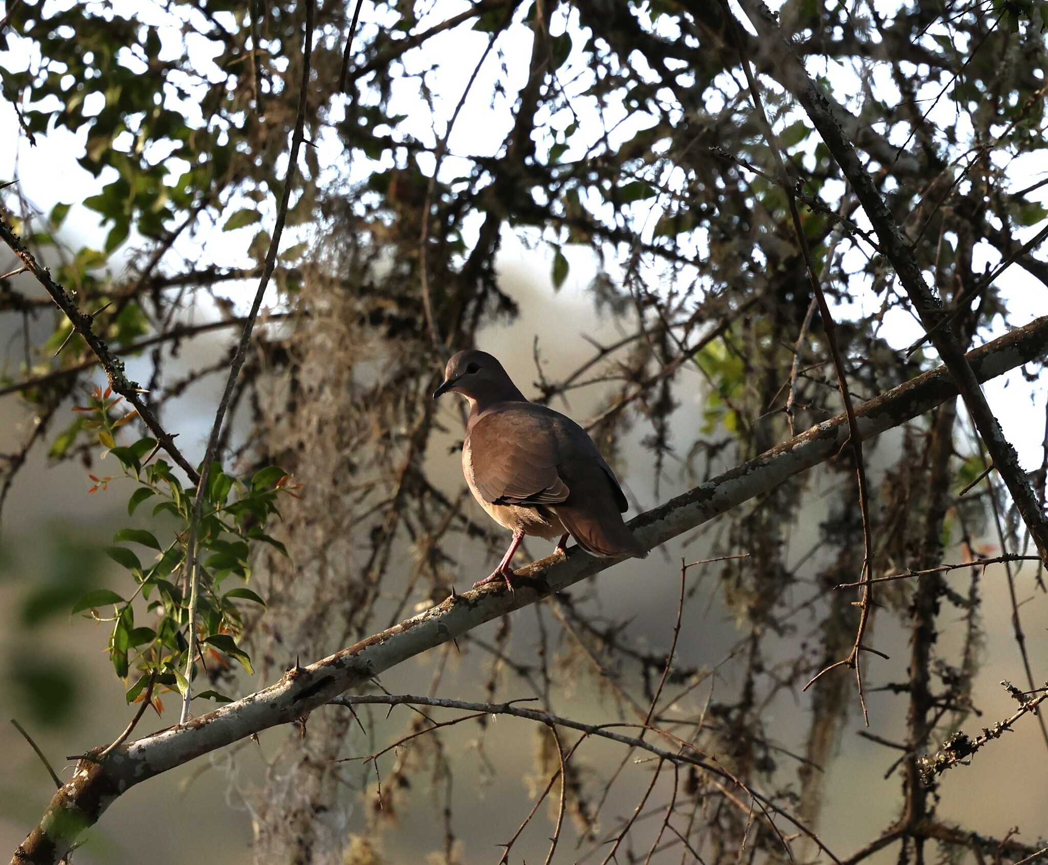 Yungas Dove (Leptotila megalura), photo 8