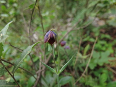 Calochortus marcellae