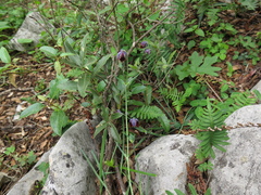 Calochortus marcellae