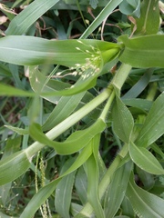 Panicum capillare