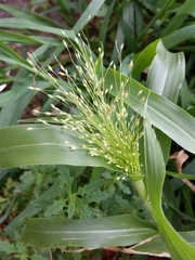Panicum capillare