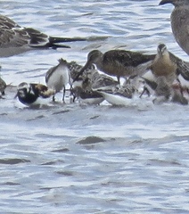 Calidris fuscicollis