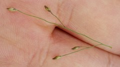 Panicum capillare