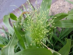Panicum capillare