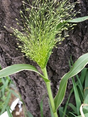 Panicum capillare