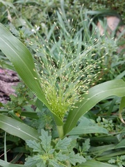 Panicum capillare