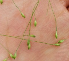 Panicum capillare