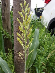 Sorghum bicolor