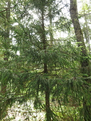 Picea martinezii