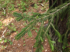 Picea martinezii