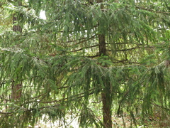 Picea martinezii
