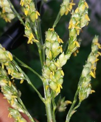 Sorghum bicolor