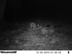 Bassariscus astutus flavus