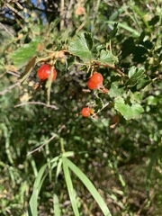 Ribes montigenum