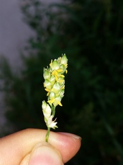 Sorghum bicolor