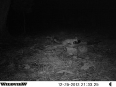 Bassariscus astutus flavus