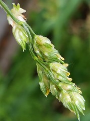 Sorghum bicolor
