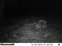 Bassariscus astutus flavus