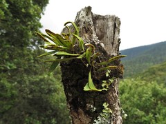 Pleopeltis polylepis