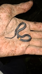 Arima Coffee Snake photo 2