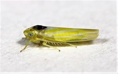 Erythridula pfrimmeri