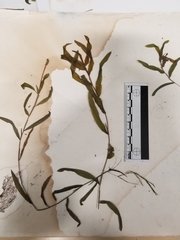 Potamogeton gramineus