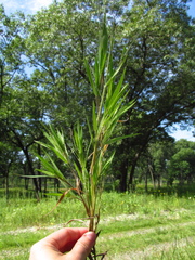 Dichanthelium commonsianum