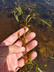 Potamogeton gramineus