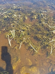 Potamogeton gramineus
