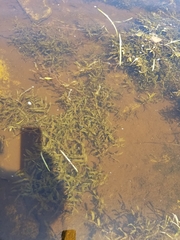 Potamogeton gramineus