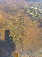 Potamogeton gramineus