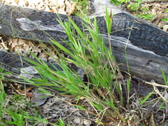 Dichanthelium commonsianum