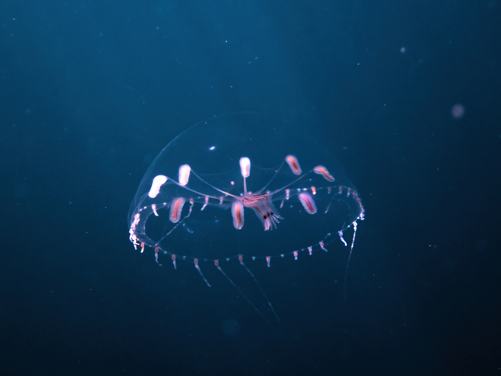 Octophialucium funerarium