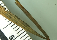 Potamogeton gramineus