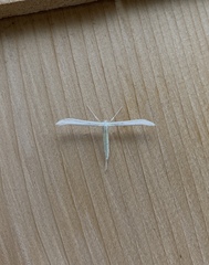 Hellinsia homodactylus