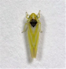 Erythridula pfrimmeri
