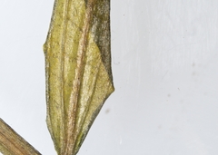 Potamogeton gramineus