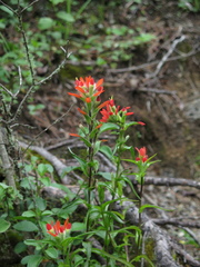 Castilleja scorzonerifolia