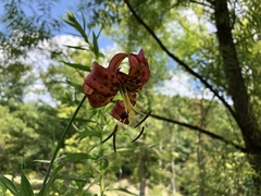 Lilium superbum