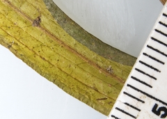 Potamogeton gramineus